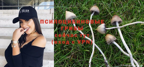PSILOCYBIN Бородино